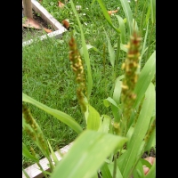 Sorgho, Sorghum bicolor (3)